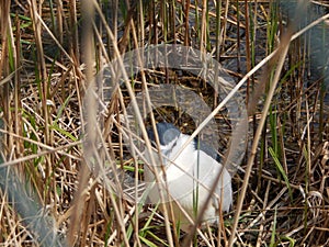 Photos of birds of prey in the bird park