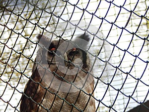 Photos of birds of prey in the bird park