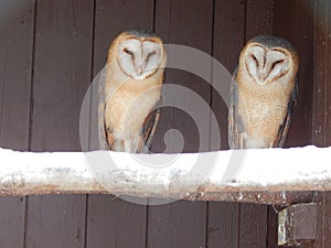 Photos of birds of prey in the bird park