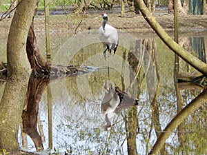 Photos of birds of prey in the bird park