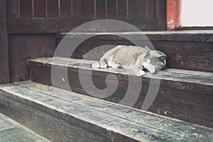 Photos of cats in the Russian monastery