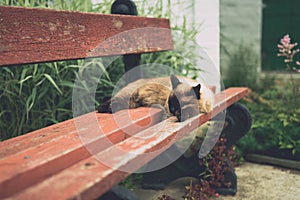 Photos of cats in the Russian monastery