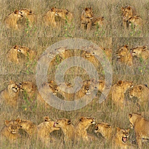 16 portraits of lionesses photo