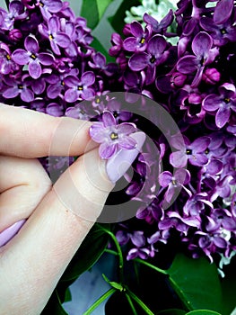 Photos of a five-petal lilac flower