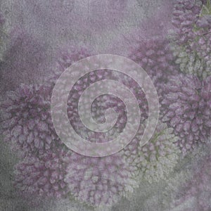 Photos of flowers with a superimposed texture on top.