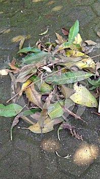 photos that focus on leaf litter and paving block backgrounds