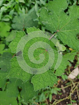 Photos of green pulutan leaves