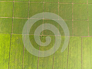 Photos of green rice fields Aerial shot of drone. Patterns of rice fields During cultivation in Asia
