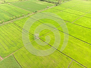 Photos of green rice fields Aerial shot of drone. Patterns of rice fields During cultivation in Asia