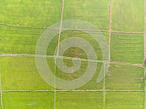 Photos of green rice fields Aerial shot of drone. Patterns of rice fields During cultivation in Asia