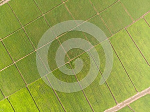 Photos of green rice fields Aerial shot of drone. Patterns of rice fields During cultivation in Asia