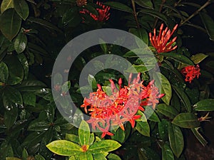 THE PHOTOS OF IXORA JAVANICA.IT IS A FLOWERING PLANT IN THE FAMILY DRACAENA . THIS SPECIES IS & x28;BLUME& x29; DC.