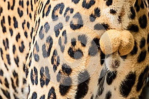 Photos of leopard naturally