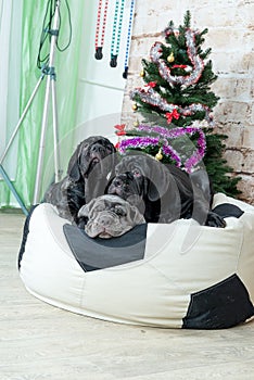 Photos Mastino breed dogs Neapolitana have a Christmas tree.