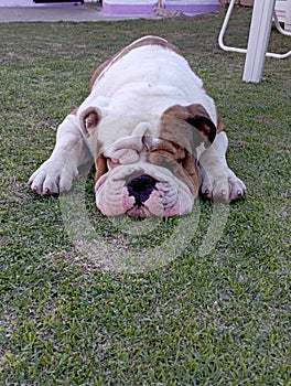 mys Bulldog Ingles playing photo