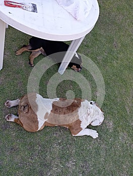 mys Bulldog Ingles playing photo