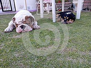 mys Bulldog Ingles playing photo