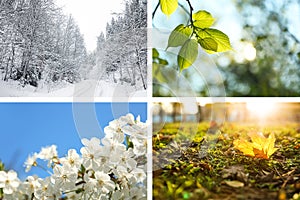 Photos of nature. Four seasons collage