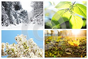 Photos of nature. Four seasons collage