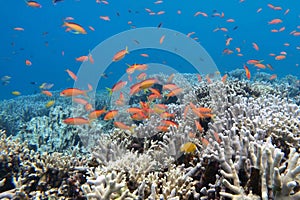 Photos of orange fishs swimming above beautiful coral reefs in our sea.