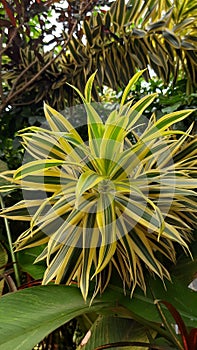 Photos of plants Sri Lanka called nyanyian dari india dracaena reflexa is an ornamental plant of the suzha type plant. photo