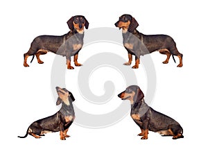 Photos sequence of dog teckel