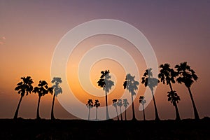 Photos Silhouette of sugar palm