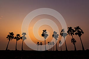 Photos Silhouette of sugar palm