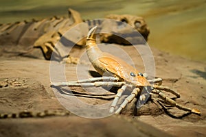 Photos of some dinosaur fossils replicas