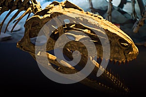 Photos of some dinosaur fossils replicas