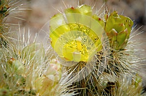 Cactis Flower photo