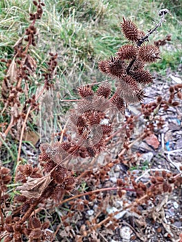 Photos of thorny plants that grow spontaneously in nature