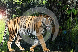 Photos of tiger naturally