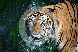 Photos of tiger naturally