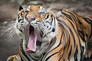 Photos of tiger naturally