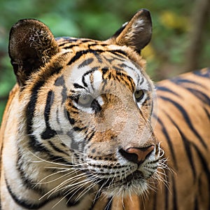 Photos of tiger naturally