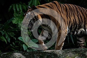 Photos of tiger in naturally