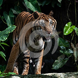 Photos of tiger in naturally