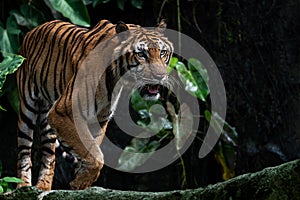 Photos of tiger in naturally