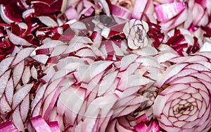 Photos of vegetables, Treviso red radicchio cut into small pieces to be fried to create exquisite dishes.