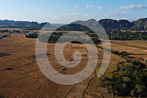 Photos of views of rice fields during the dry season