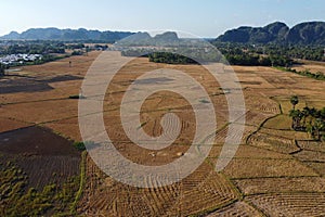 Photos of views of rice fields during the dry season