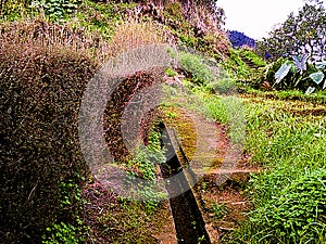 Green Pathways, Madeira Island Portugal photo