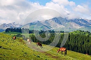 The horses on the hillside in Tekesi county photo