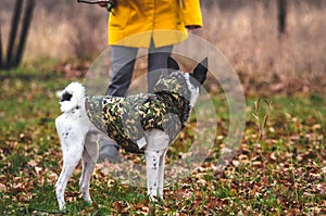 Dog in the field with orange leaves. A dog in clothes walks on the street next to a man