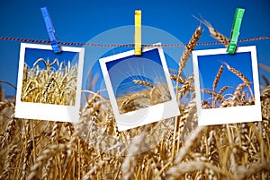 Photos of wheat hang on rope with pins