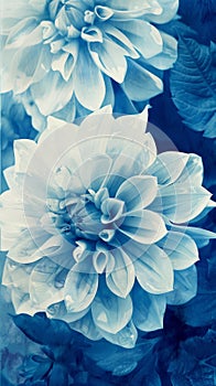 Photosensitive photo with solar print or cyanotype of a bouquet of dahlias. Herbarium concept. Generative AI photo
