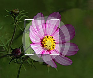 photoshop tools editing suite tool crop marquee rectangular adjust lighting contrast flower