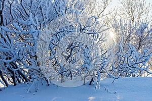 Photoshot of bush branches, covered with fluffy hoarfrost.