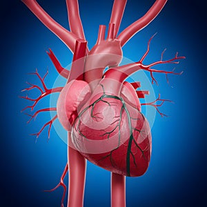 PhotoStock Human heart with blood vessels on blue background, representing anatomy and health